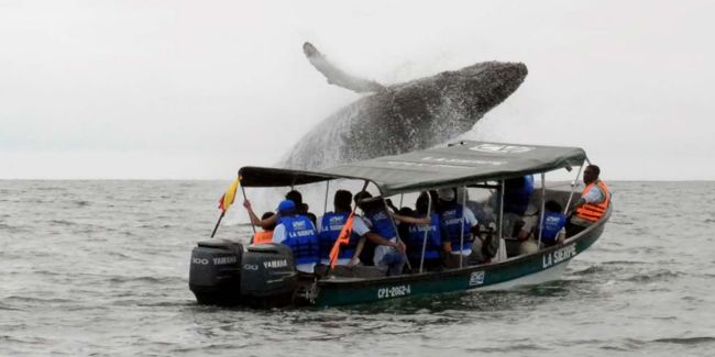 La buena nota: Aeropuerto de Buenaventura se alista para recibir a los amantes de las ballenas jorobadas
